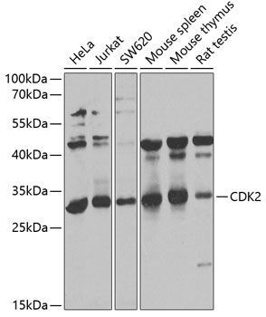 CDK2 antibody