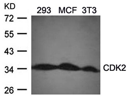 CDK2 (Ab60) Antibody