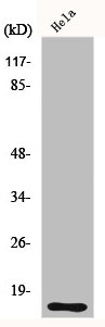 CDK2AP1 Antibody