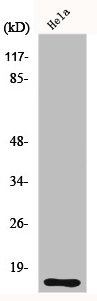 CDK2AP1 antibody