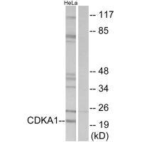 CDK2AP1 Antibody