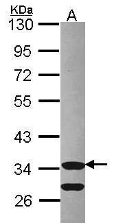 CDK3 Rabbit Polyclonal Antibody