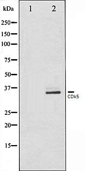 CDk5 antibody