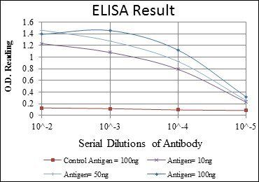 CDK5 Antibody