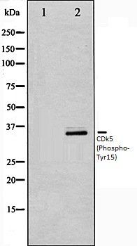 CDk5 (Phospho-Tyr15) antibody
