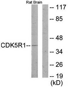CDK5R1 antibody