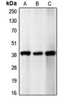 CDK5R2 antibody