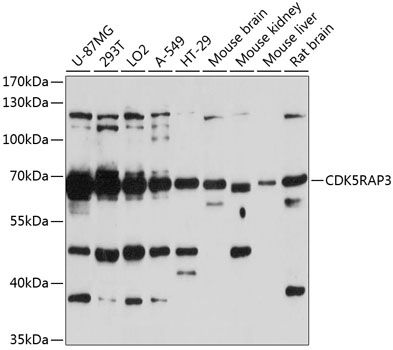 CDK5RAP3 antibody