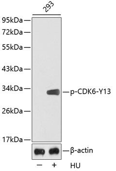 CDK6 (Phospho-Y13) antibody