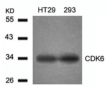 CDK6 (Ab-24) Antibody