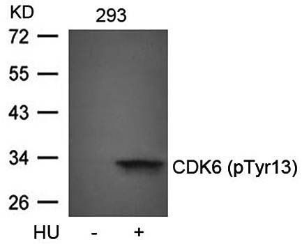 CDK6 (phospho-Tyr13) Antibody