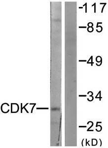 CDK7 antibody