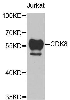 CDK8 antibody