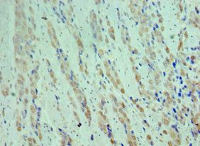 CDK9 Antibody