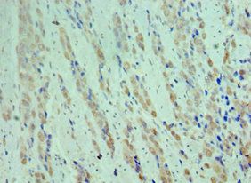 CDK9 antibody