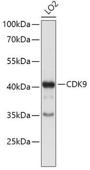 CDK9 antibody