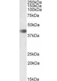 CDK9 antibody