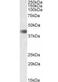 Goat anti-CDK9 (aa86-98) Antibody