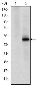 CDK9 Antibody