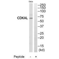 CDKAL1 Antibody