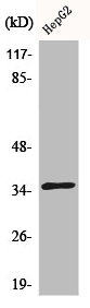 CDKL4 antibody