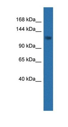 CDKL5 antibody