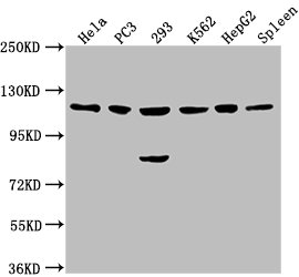 CDKL5 antibody