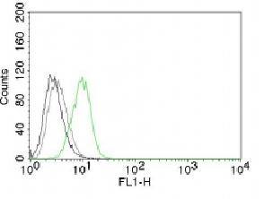 p27Kip1 (Mitotic Inhibitor/Suppressor Protein) Antibody