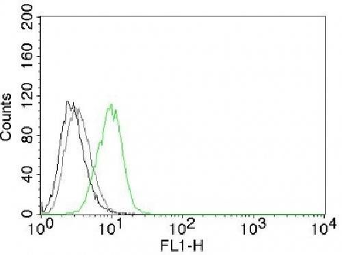 p27Kip1 (Mitotic Inhibitor/Suppressor Protein) Antibody