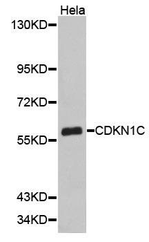 CDKN1C antibody
