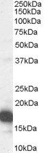 Goat anti-CDKN2A (isoform 1) / p16INK4a Antibody