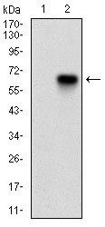 CDKN2A Antibody