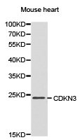 CDKN3 antibody