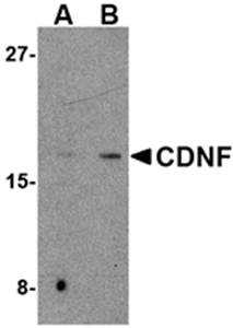 CDNF Antibody