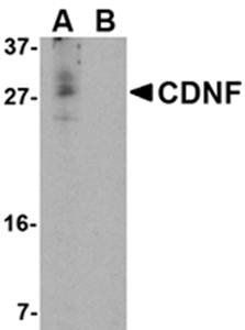 CDNF Antibody