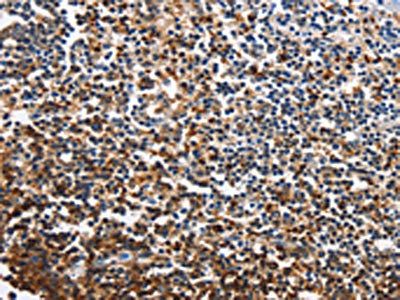 CDO1 antibody