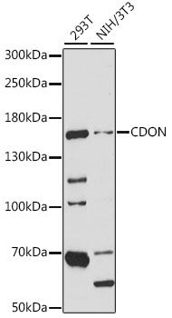 CDON antibody