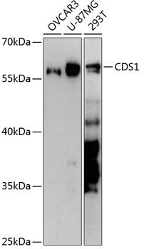CDS1 antibody