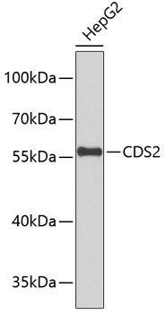 CDS2 antibody