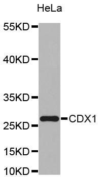 CDX1 antibody