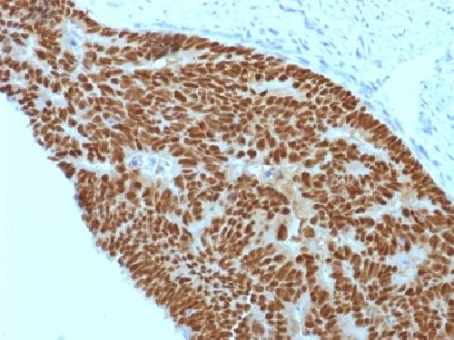 CDX2 Antibody