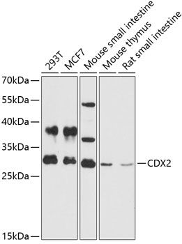 CDX2 antibody