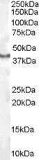 Goat anti-CDX2 Antibody