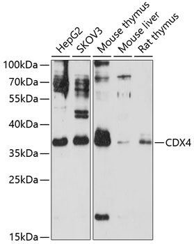 CDX4 antibody