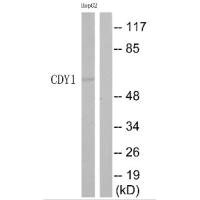 CDY1 antibody