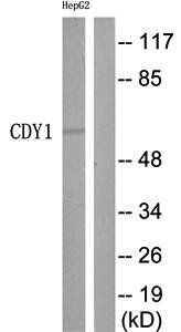 CDY1 antibody