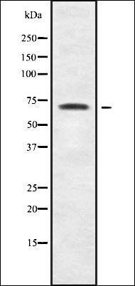 CDYL1 antibody