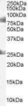 Goat anti-CDYL Antibody