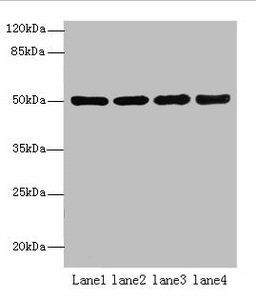 CEACAM1 Antibody