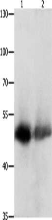 CEACAM1 antibody